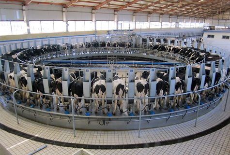 Automatic Milking System Food Safety Efficiency