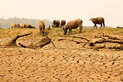 Climate Change Plans on Food Safety