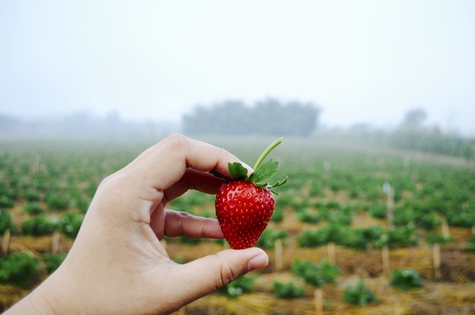 Organic Food Safety Strawberry