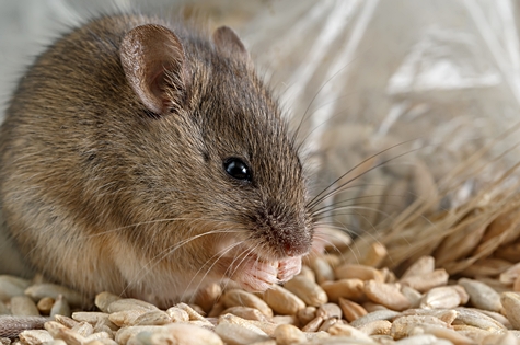 Closeup little mouse gnaws the a grain of rye near of package of grain. Inside storehouse. Fight with rodents